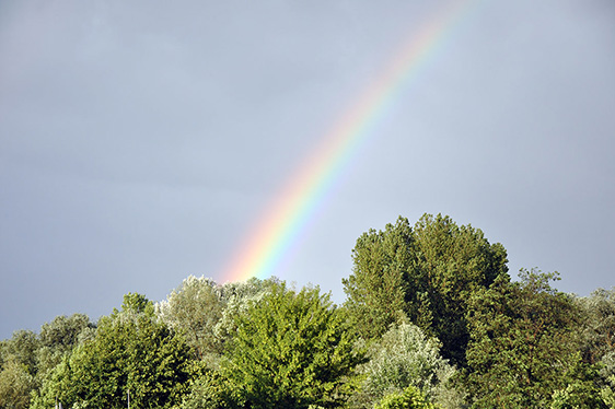 Die "Bunte Wiese" 2014 