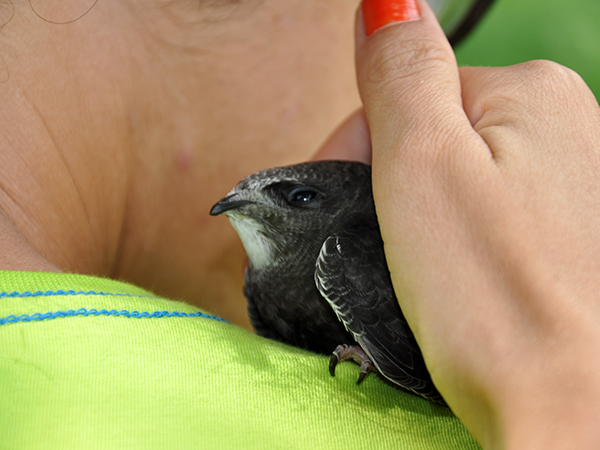 Vido the Swallow (?) – R.I.P. 